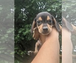 Small Photo #7 Beagle Puppy For Sale in SPENCER, TN, USA