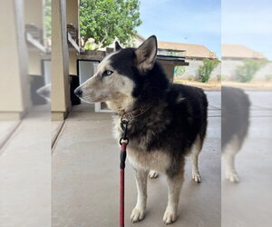 MOLLY #13 - Female Siberian Husky Dog for Adoption - Photo #2