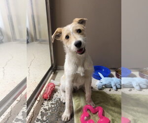 Jack Russell Terrier-Unknown Mix Dogs for adoption in Texarkana, TX, USA