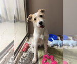 Small Jack Russell Terrier Mix