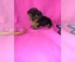 Puppy 2 Yorkshire Terrier