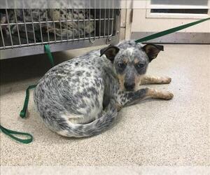 Mutt Dogs for adoption in Riverside, CA, USA