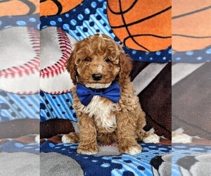 Cock-A-Poo Puppy for sale in KIRKWOOD, PA, USA