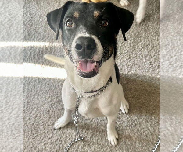 Medium Photo #4 German Shorthaired Pointer-Unknown Mix Puppy For Sale in Chandler, AZ, USA