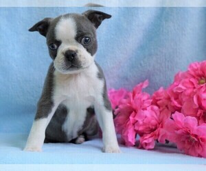 Boston Terrier Puppy for sale in FREDERICKSBG, OH, USA