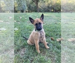 Small Photo #1 Belgian Malinois Puppy For Sale in FAIRPLAY, MD, USA