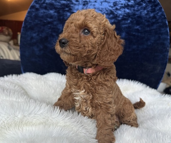 Medium Photo #55 Goldendoodle (Miniature) Puppy For Sale in SAN FERNANDO, CA, USA
