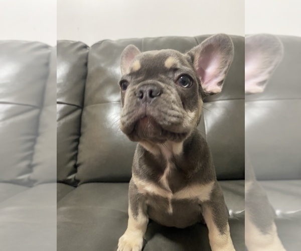 Medium Photo #3 French Bulldog Puppy For Sale in ERIAL, NJ, USA