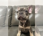 Small #2 French Bulldog