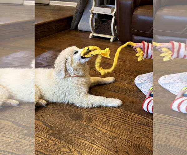 Medium Photo #2 Labrenees Puppy For Sale in Wheaton, IL, USA