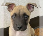 Small Mutt
