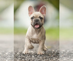 Small Photo #6 French Bulldog Puppy For Sale in LOX, FL, USA