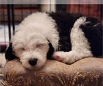 Small Photo #21 Old English Sheepdog Puppy For Sale in WILMINGTON, OH, USA