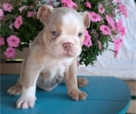 Small #3 English Bulldog