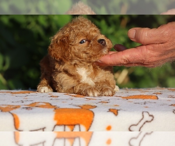 Medium Photo #7 Poodle (Toy) Puppy For Sale in DYERSBURG, TN, USA