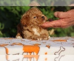 Small #6 Poodle (Toy)