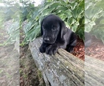 Small Photo #3 Labrador Retriever Puppy For Sale in ATHENS, WI, USA