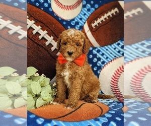 Poodle (Miniature) Puppy for sale in KIRKWOOD, PA, USA