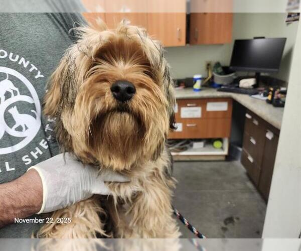 Medium Photo #1 Tibetan Terrier-Unknown Mix Puppy For Sale in Santa Cruz, CA, USA