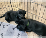 Small Photo #8 Labrador Retriever Puppy For Sale in NORTON SHORES, MI, USA