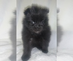 Small Photo #5 Pomeranian Puppy For Sale in PORTLAND, ME, USA