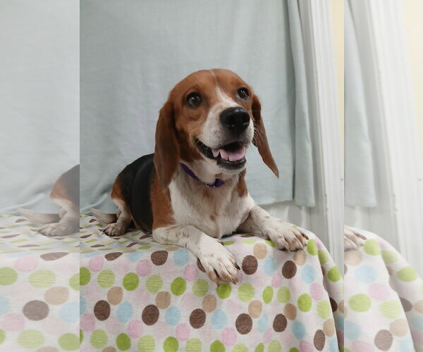 Medium Photo #8 Beagle Puppy For Sale in Murfreesboro, NC, USA