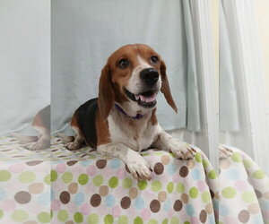 Pixie *Available Soon* - Female Beagle Dog for Adoption - Photo #8