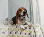 Small Photo #8 Beagle Puppy For Sale in Murfreesboro, NC, USA