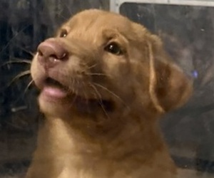 Labrador Retriever Litter for sale in SPOTSYLVANIA, VA, USA
