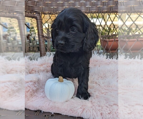 Medium Photo #4 Cock-A-Poo Puppy For Sale in SALEM, MO, USA