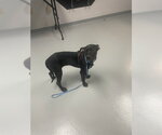 Small Mutt