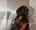 Puppy 1 Shih-Poo