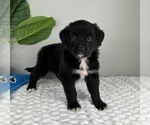 Small Photo #4 Golden Retriever-Miniature American Shepherd Mix Puppy For Sale in FRANKLIN, IN, USA