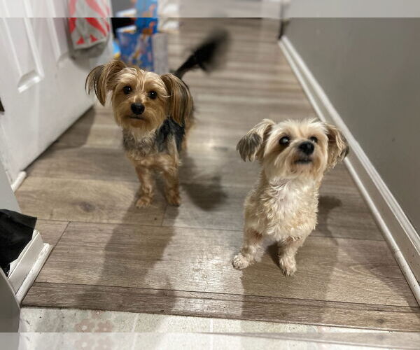 Medium Photo #1 Mutt Puppy For Sale in Gibbstown, NJ, USA