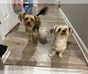 Mutt Dogs for adoption in Gibbstown, NJ, USA