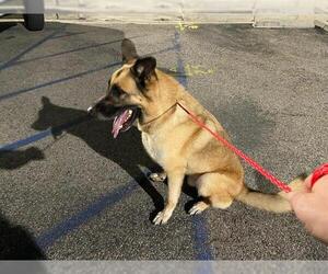 German Shepherd Dog Dogs for adoption in Orange, CA, USA
