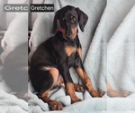 Small #5 Doberman Pinscher