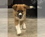 Small Anatolian Shepherd Mix