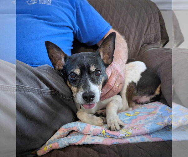 Medium Photo #5 Rat Terrier Puppy For Sale in Atlanta, GA, USA