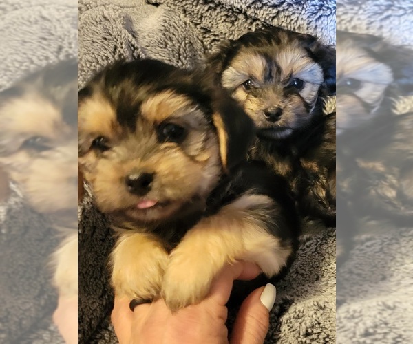 Medium Photo #1 Shorkie Tzu Puppy For Sale in PENDLETON, SC, USA