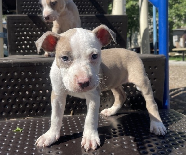 Medium Photo #1 American Pit Bull Terrier Puppy For Sale in TRENTON, NJ, USA