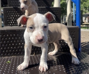 American Pit Bull Terrier Puppy for sale in TRENTON, NJ, USA