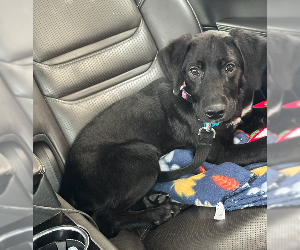 Medium Photo #1 Labrador Retriever-Unknown Mix Puppy For Sale in Plainfield, IL, USA