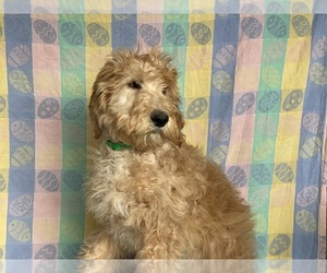 Goldendoodle Puppy for sale in LANCASTER, PA, USA
