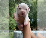 Small Photo #6 Dogo Argentino Puppy For Sale in INKSTER, MI, USA