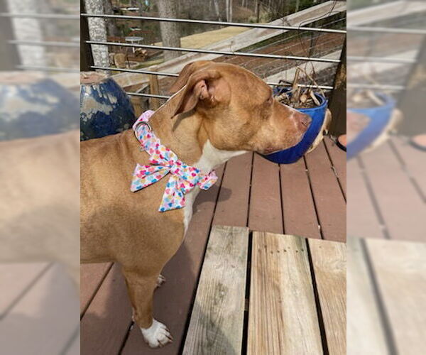 Medium Photo #5 American Bulldog-Labrador Retriever Mix Puppy For Sale in Decatur, GA, USA