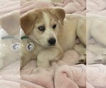 Small Photo #4 Labrador Retriever Puppy For Sale in Spring, TX, USA