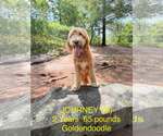 Small #1 Labradoodle