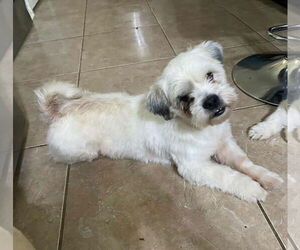 Shih Tzu-Unknown Mix Dogs for adoption in Cranston, RI, USA