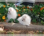Small Photo #1 Pomeranian Puppy For Sale in BALDWIN HILLS, CA, USA